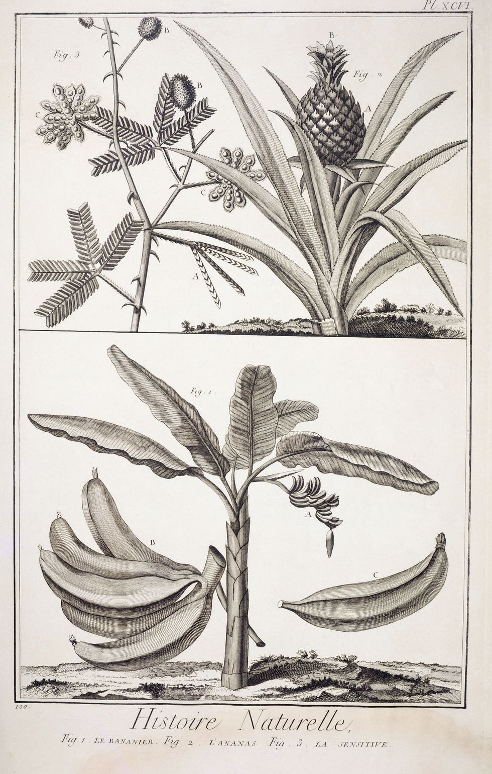 18世紀的法國，由主編Denis Diderot、副編Jean Baptiste Le Rond d'Alembert與一群啟蒙思想家共同編撰《百科全書》，此頁說明：香蕉樹、鳳梨與含羞草等作物，標題為Histoire Naturelle （自然的歷史）。