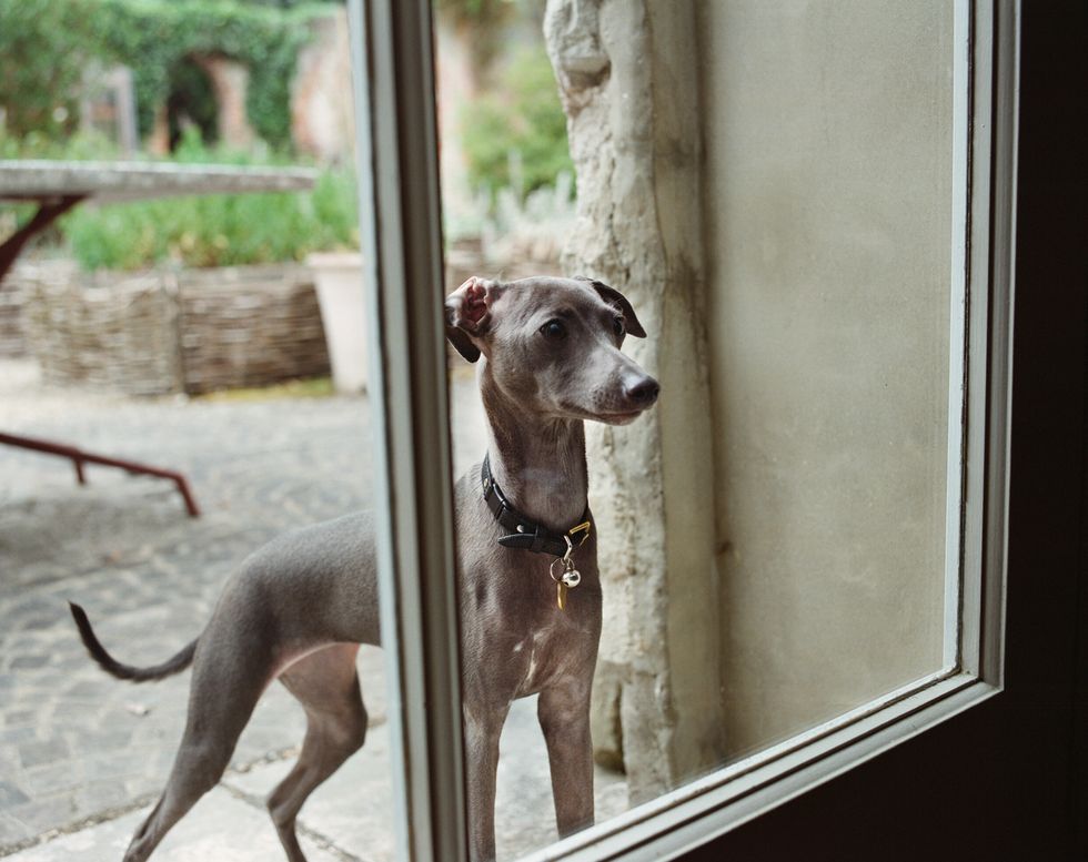 Dog, Vertebrate, Canidae, Mammal, Dog breed, Italian greyhound, Carnivore, Whippet, Fawn, Sporting Group, 