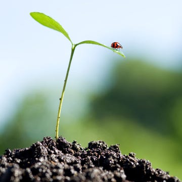 Green, Leaf, Soil, Macro photography, Plant, Organism, Close-up, Plant stem, Grass, Insect, 