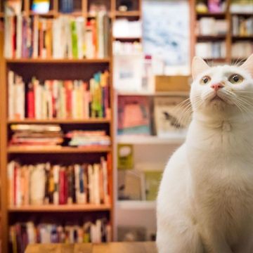 Shelf, Whiskers, Small to medium-sized cats, Vertebrate, Felidae, Shelving, Bookcase, Cat, Carnivore, Publication, 