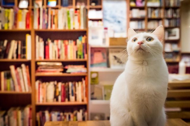 Shelf, Whiskers, Small to medium-sized cats, Vertebrate, Felidae, Shelving, Bookcase, Cat, Carnivore, Publication, 