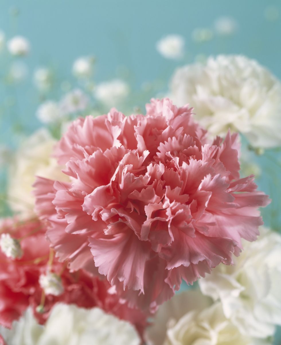 Flower, Carnation, Pink, Petal, Plant, Flowering plant, Peony, common peony, Chinese peony, Dianthus, 