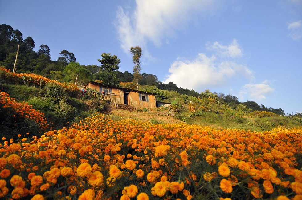 Sky, Yellow, Flower, Plant, Cloud, Spring, Hill, Landscape, Field, sunflower, 