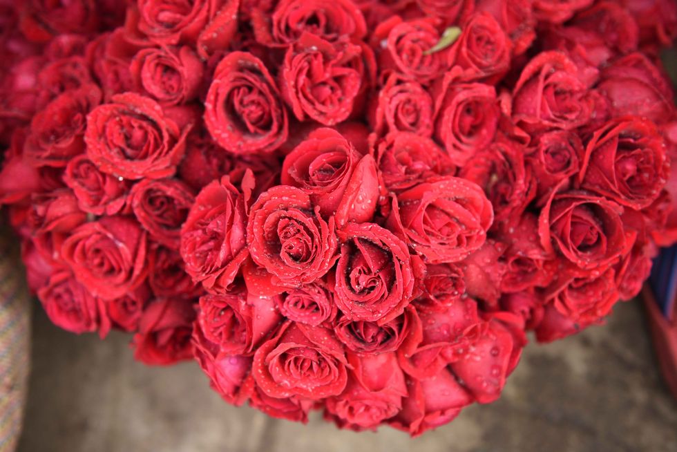 Flower, Rose, Garden roses, Red, Bouquet, Floribunda, Cut flowers, Petal, Plant, Rose family, 