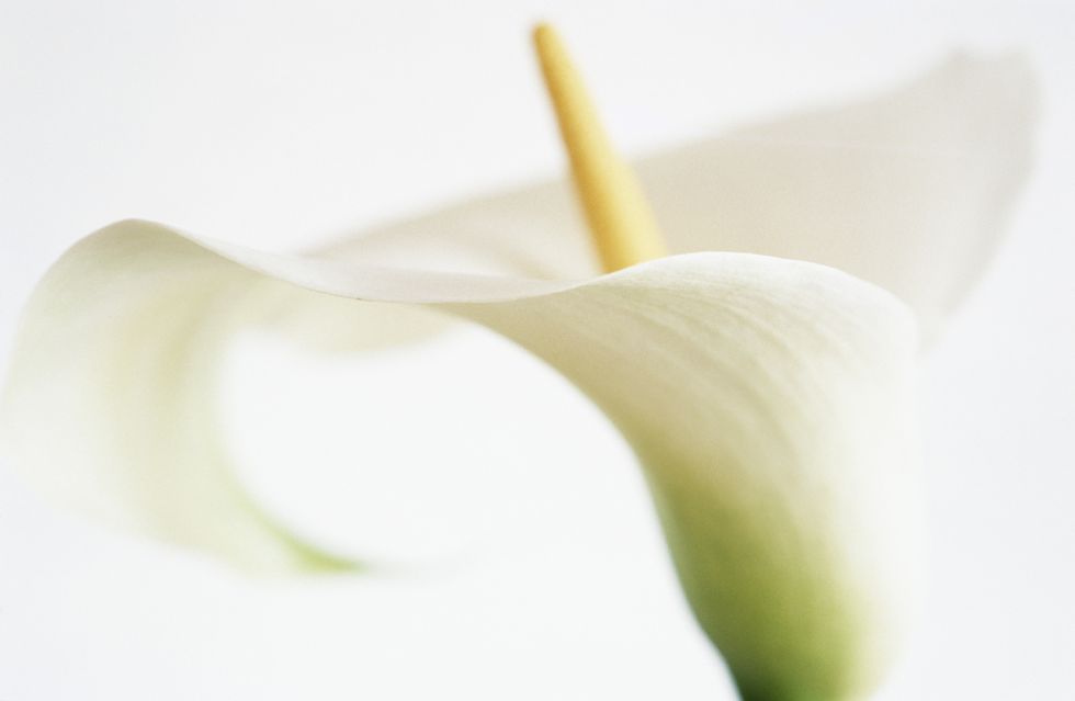 Arum, White, giant white arum lily, Flower, Plant, Yellow, Petal, Alismatales, Close-up, Arum family, 