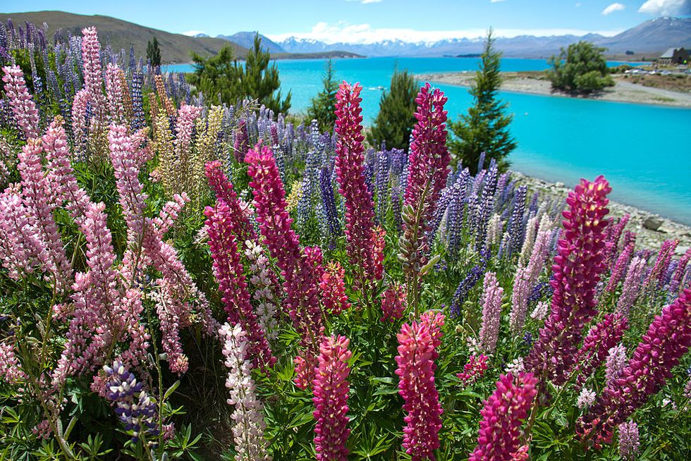 Flower, Flowering plant, Lupin, Plant, Purple loosestrife, Pink, Loosestrife and pomegranate family, Wildflower, Annual plant, Amaranth family, 