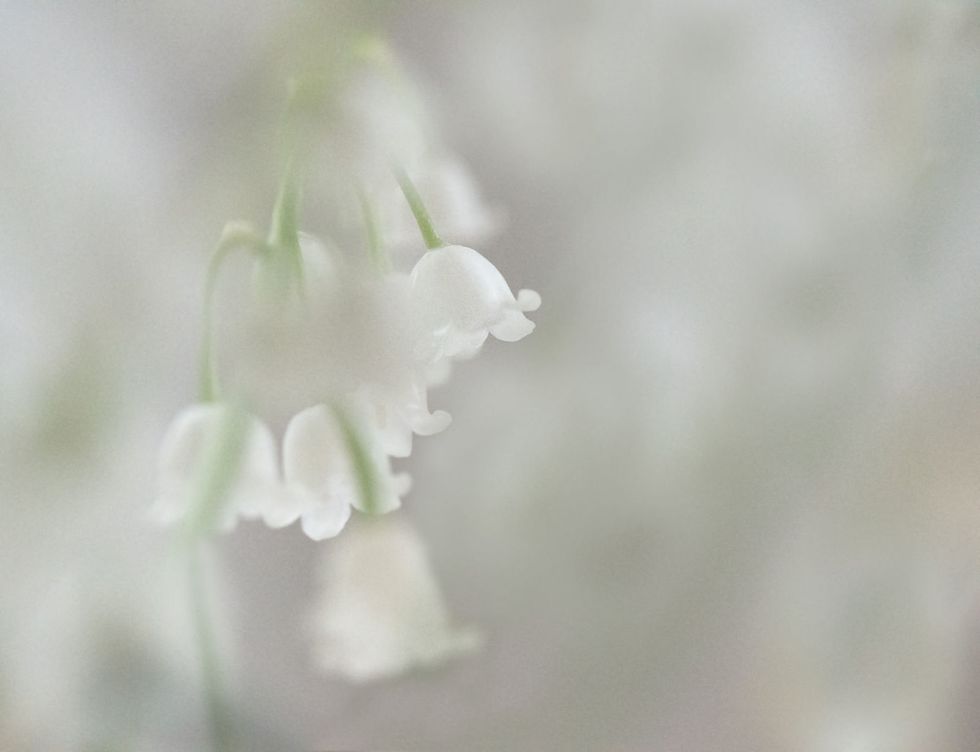 White, Flower, Snowdrop, Plant, Flowering plant, Petal, Spring, Botany, Macro photography, Sky, 