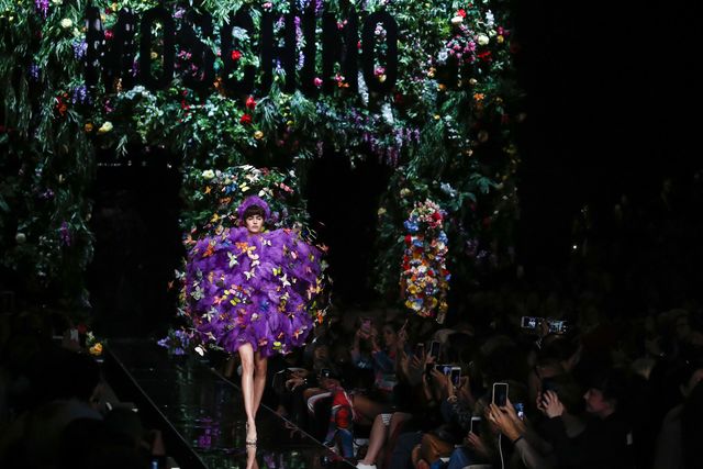 Purple, Light, Lighting, Crowd, Tree, Plant, Night, Event, Performance, Flower, 
