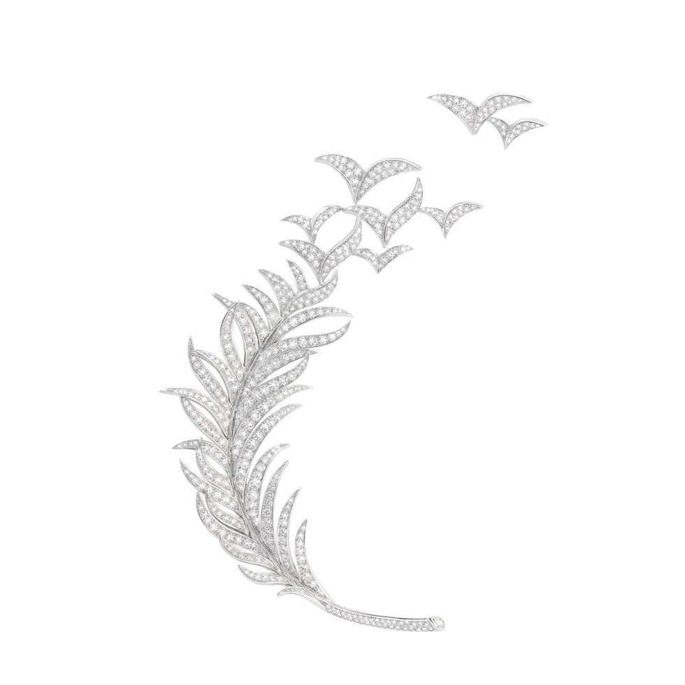 Plant, Feather, Drawing, Vascular plant, Line art, 
