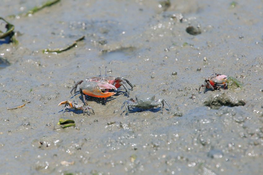 Crab, Ocypodidae, Fiddler crab, Freshwater crab, Decapoda, Crustacean, Organism, Invertebrate, Seafood, Arthropod, 