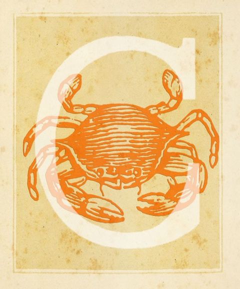 Crab, Dungeness crab, Decapoda, Crustacean, King crab, Illustration, Invertebrate, Seafood, Cancridae, Art, 