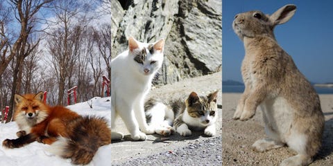 日本3大動物島 狐狸村 兔子島 貓島旅遊攻略 日本3大動物島 狐狸村 兔子島 貓島旅遊攻略