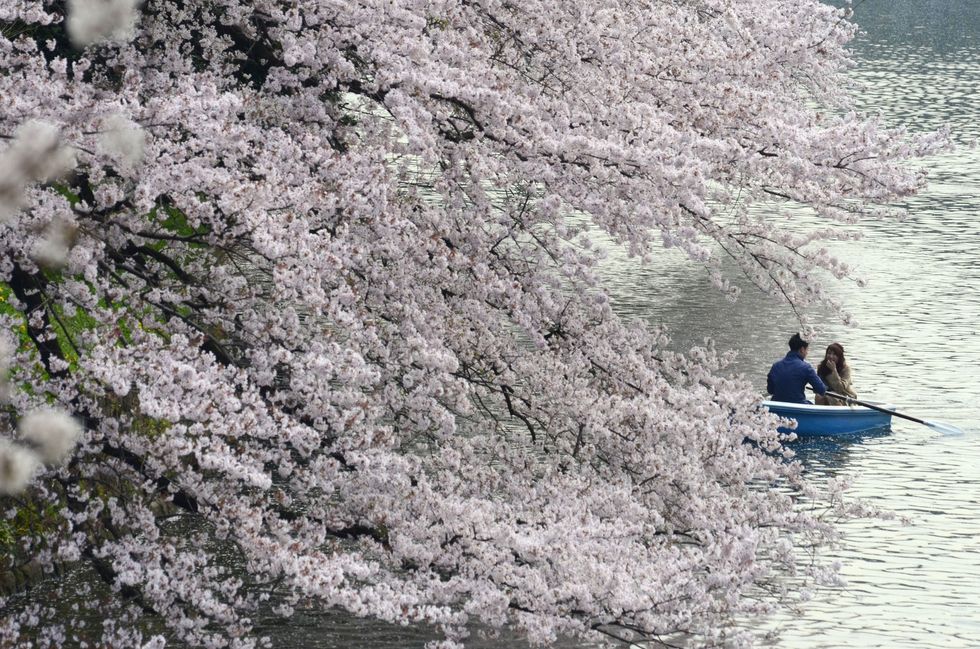 日本,櫻花,千鳥淵,開花