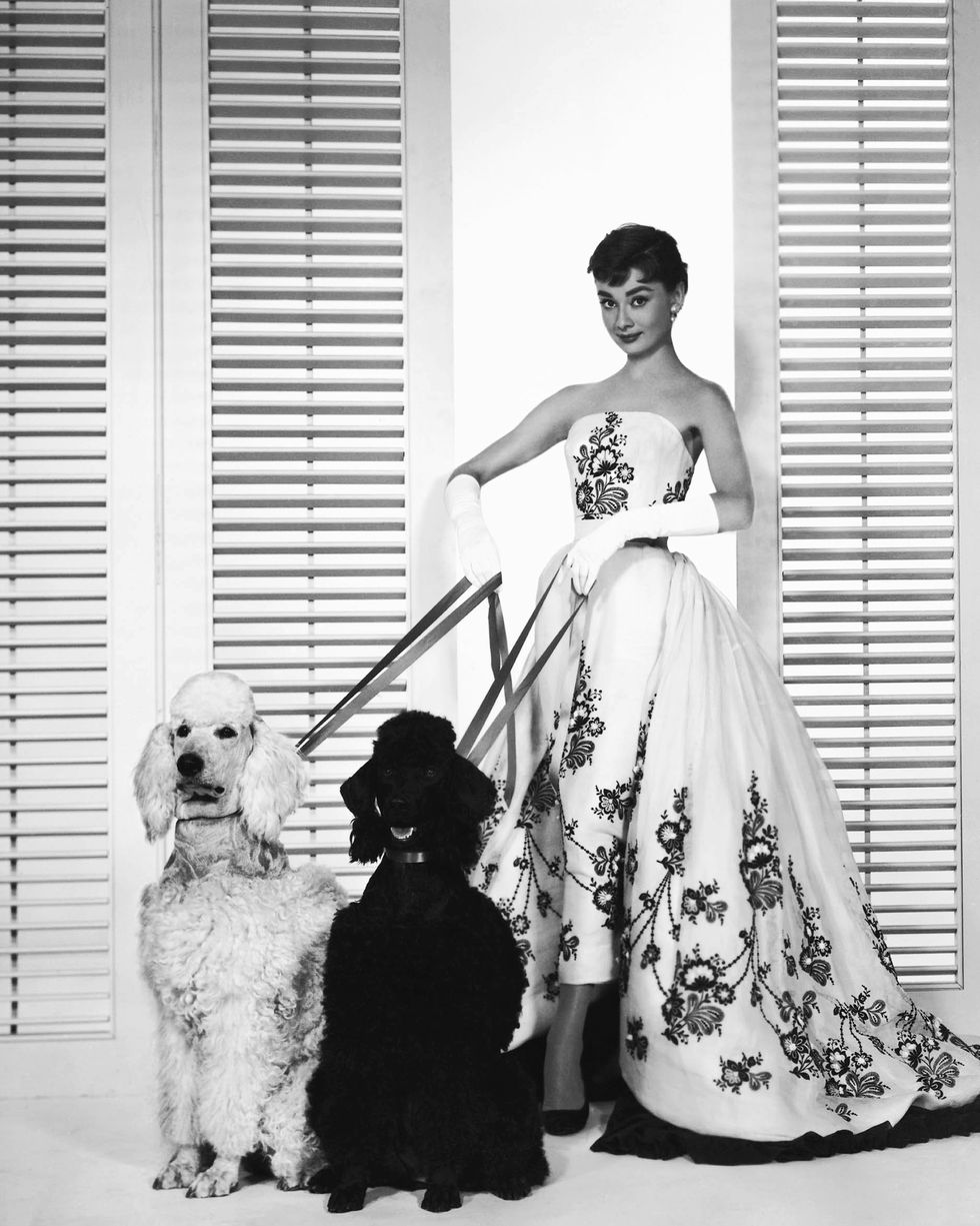 Dog, Canidae, Dress, Gown, Bridal party dress, Wedding dress, Black-and-white, Sporting Group, Vintage clothing, Dog breed, 