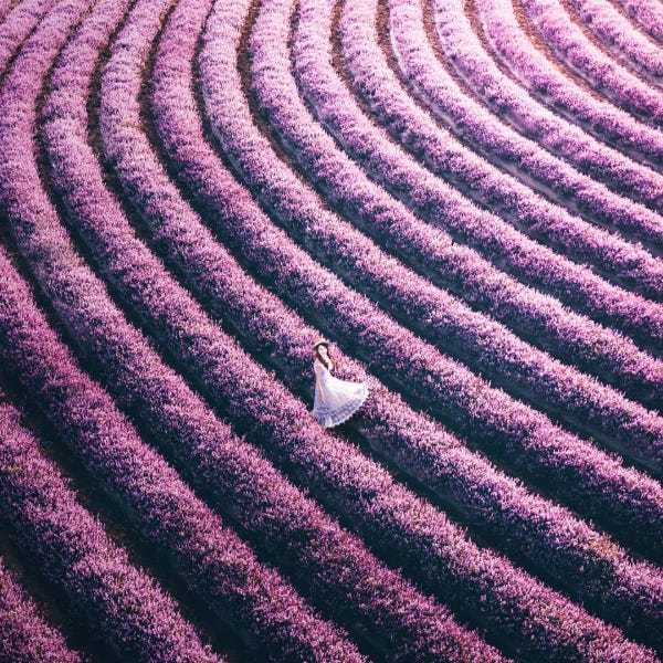 桃園仙草花節 登場 5 8公頃夢幻粉紫色花海 7大展區一次看 桃園仙草花節 登場 5 8公頃夢幻粉紫色花海 7大展區一次看