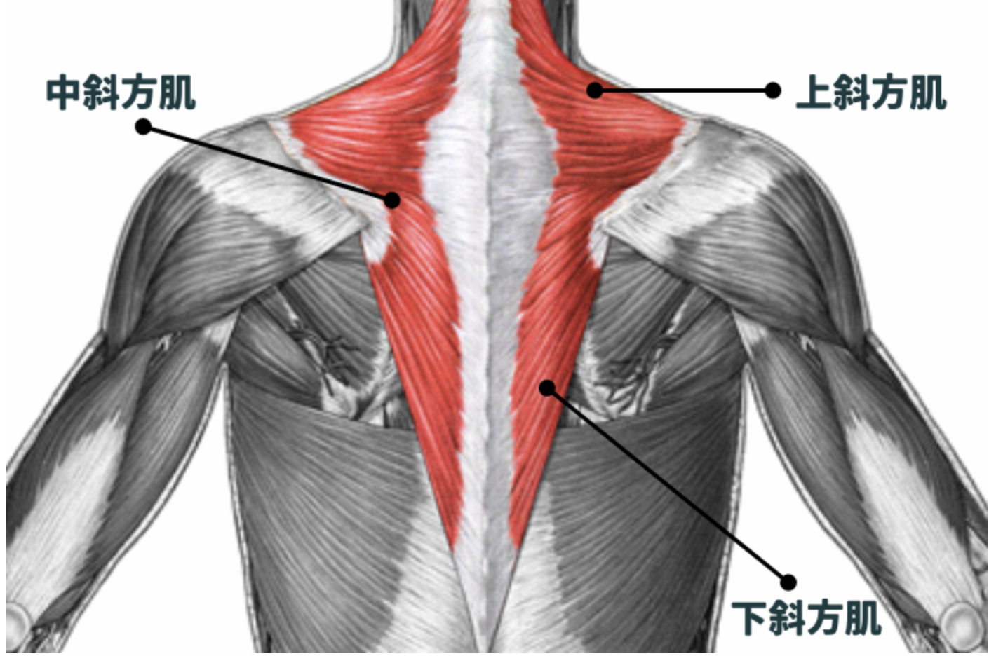 4招斜方肌放鬆訓練 3c人必學 改善緊繃 消除圓肩