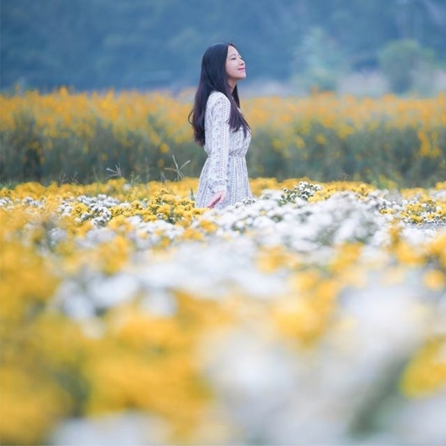 Ig最熱門的台灣五大絕美花海公開 紫氣仙草花 雪白杭菊 金黃落羽松全收