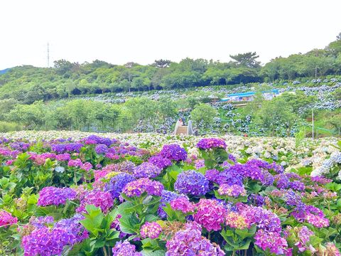 21繡球花最美景點推薦 8000坪繡球花海 根本是紫色仙境啊
