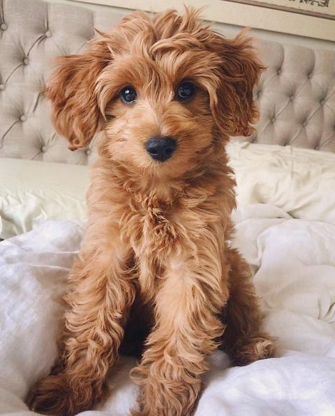 cockapoo