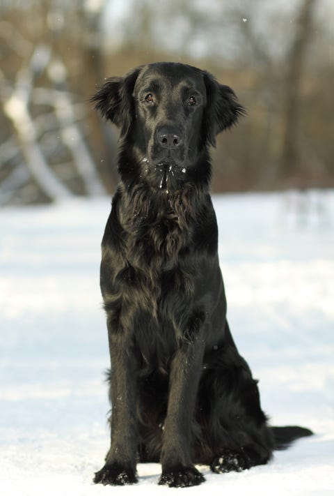 発表 海外で人気の 犬の名前 ランキング