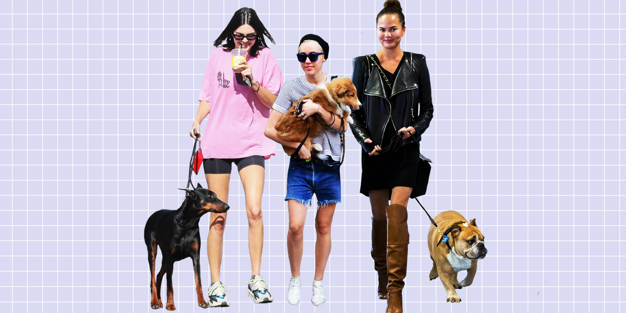What Dog Breeds Do Celebrities Own 