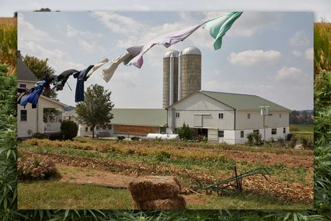 Amish farm near the hemp fields of Floyd Landis in October 2019.