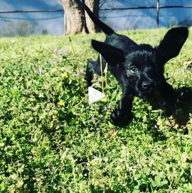 映画スターやセレブが愛する相棒 犬