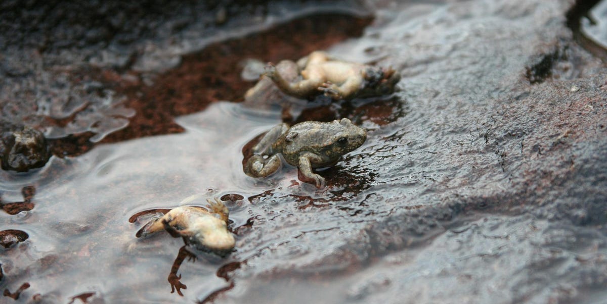 Researchers Find Origin of Mysterious Amphibian Pandemic