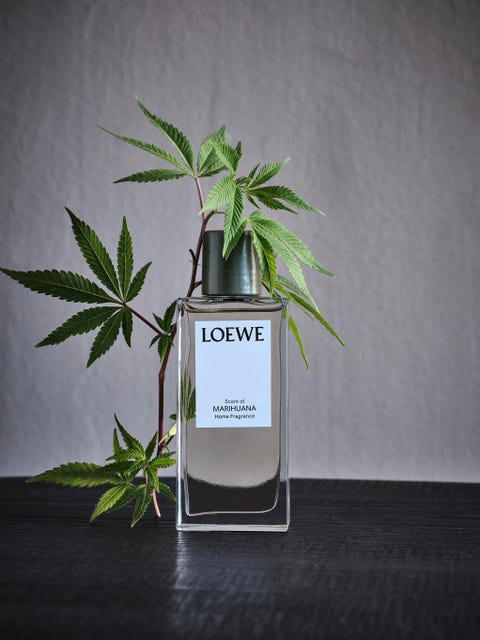 Loewe香菜香水台灣終於上市 令人上癮的香菜 大麻蠟燭等11款驚喜植物香調同步發售