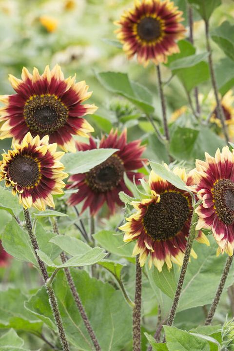 florenza sunflower