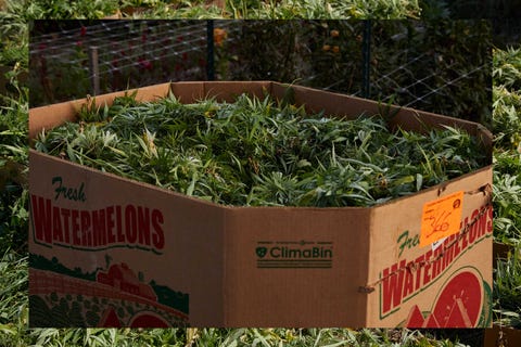 Hemp at Floyd Landis' farm in Lancaster County, PA in October 2019.