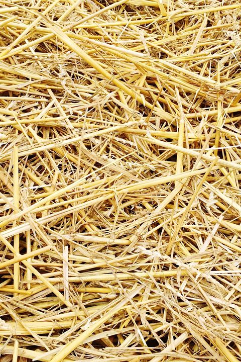 Straw, Hay, Plant, Agriculture, 