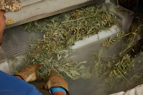 Hemp harvesting process at Floyd Landis' farm in Lancaster County, PA in October 2019.