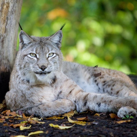 Caracat Savannah Toyger Le Razze Di Gatto Più Affascinanti