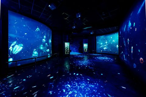 屏東海生館打造「微光漂流」沉浸式投影互動體驗！以微觀視角潛入深海，一探浮游生物的神秘面紗