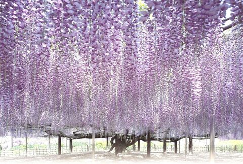 台灣 日本超夢幻的紫色花海大盤點 紫藤隧道 繡球花海太夢幻