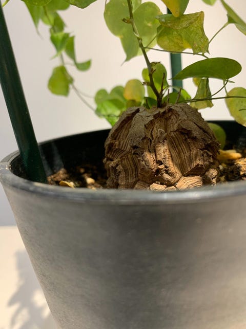 Monthly Green 冬に成長する 亀の甲羅 のような植物 Monthly Green 冬に成長する 亀の甲羅 のような植物