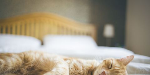猫と一緒に寝ることが健康にいい理由とは Elle Decor エル デコ
