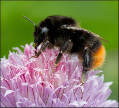 Bumblebee Conservation Trust﻿ Launches App: What's That Bumblebee