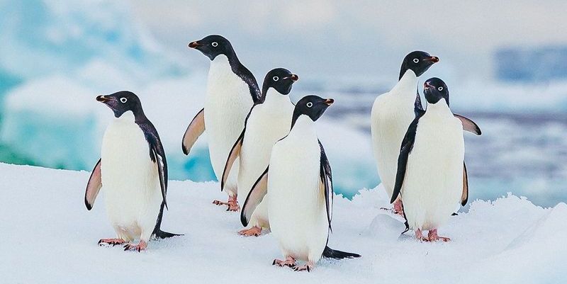 30 Absolutely Delightful Facts You Never Knew About Penguins