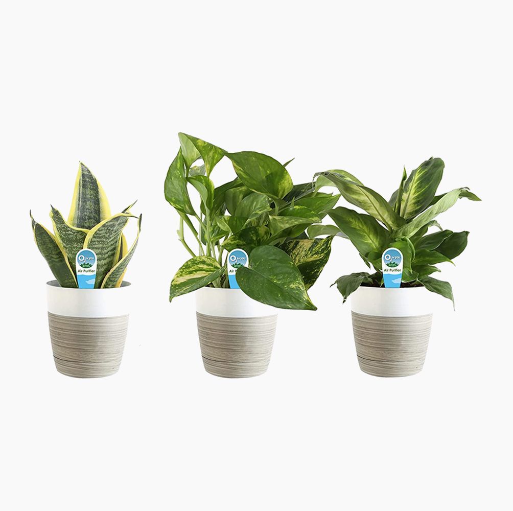 From faux plants to TikTok-approved organizers, these are the optimal finds for your home.