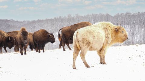 omvendt underordnet Viewer Learn About the Rare White Bison in Missouri's Dogwood Canyon Park