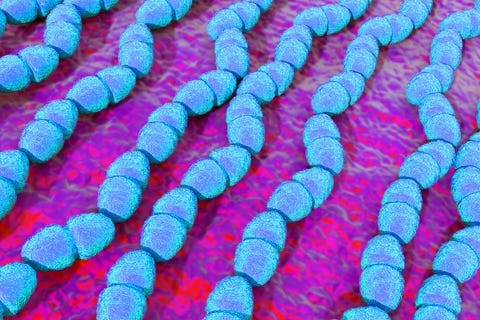 bacteria what causes a uti