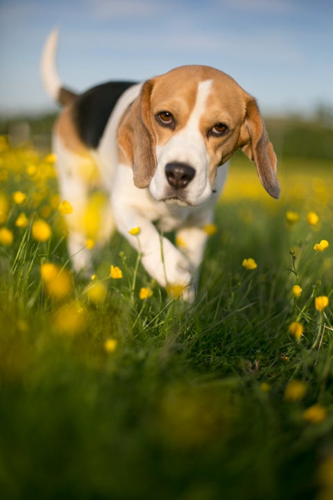 発表 海外で人気の 犬の名前 ランキング