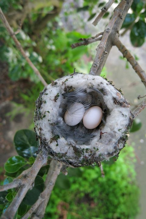 Anna's hummingbird eggs in nest
