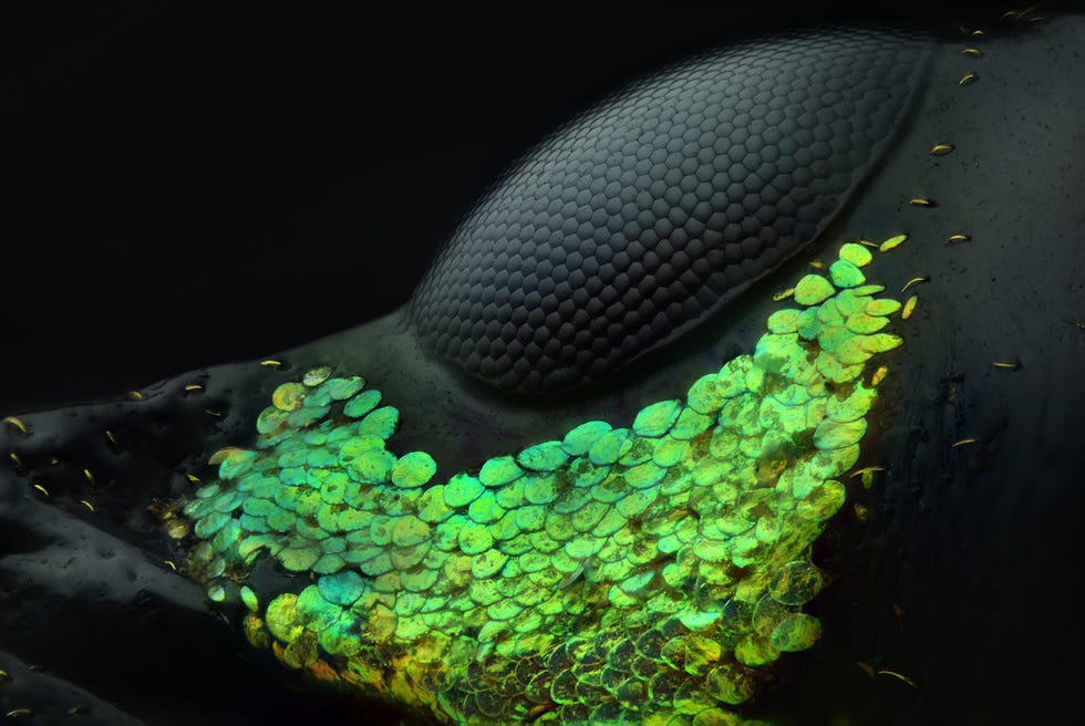 👏 20 grandes fotos microscópicas que no puedes dejar de ver