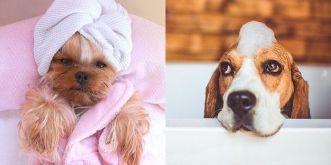 可愛い子犬の写真から選ぶ どっちのワンコが可愛いですか 世界一
