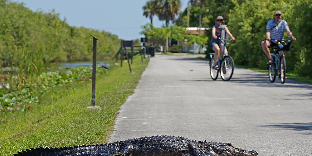 How To Ride In Alligator Country Without Becoming Lunch Bicycling