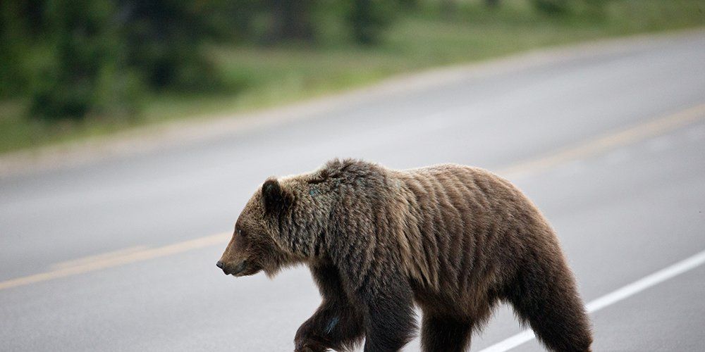 Pro Cyclist Crashes into Bear on Training Ride | Bicycling