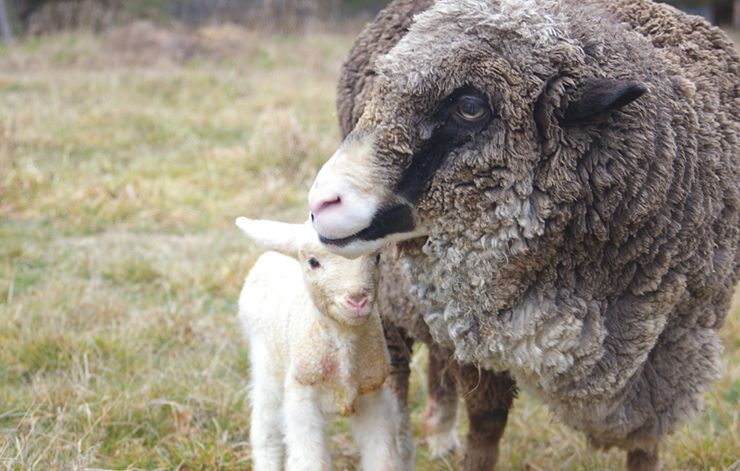 sheep run merino wool